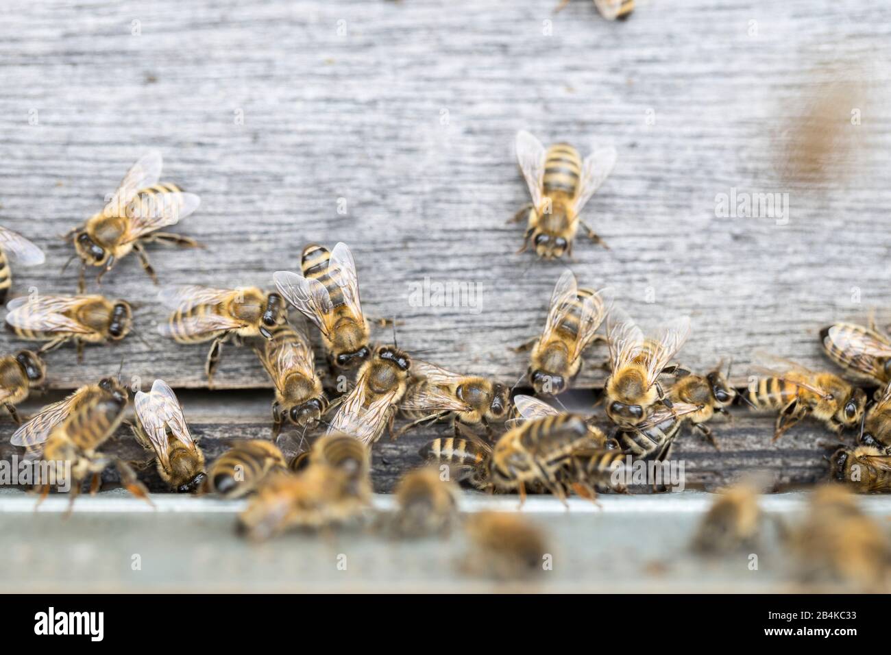 Abeilles miel (Apis mellifera) au trou d'entrée d'une ruche Banque D'Images