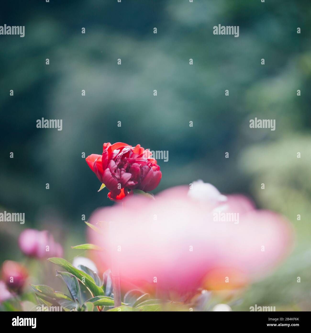 Pivoines roses en parterre, gros plan, Paeonia Banque D'Images