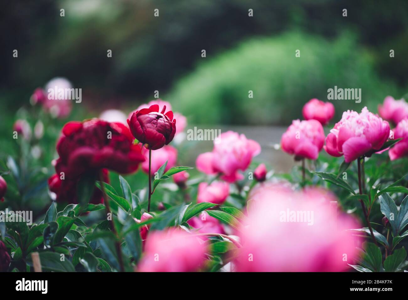 Pivoines roses en parterre, gros plan, Paeonia Banque D'Images