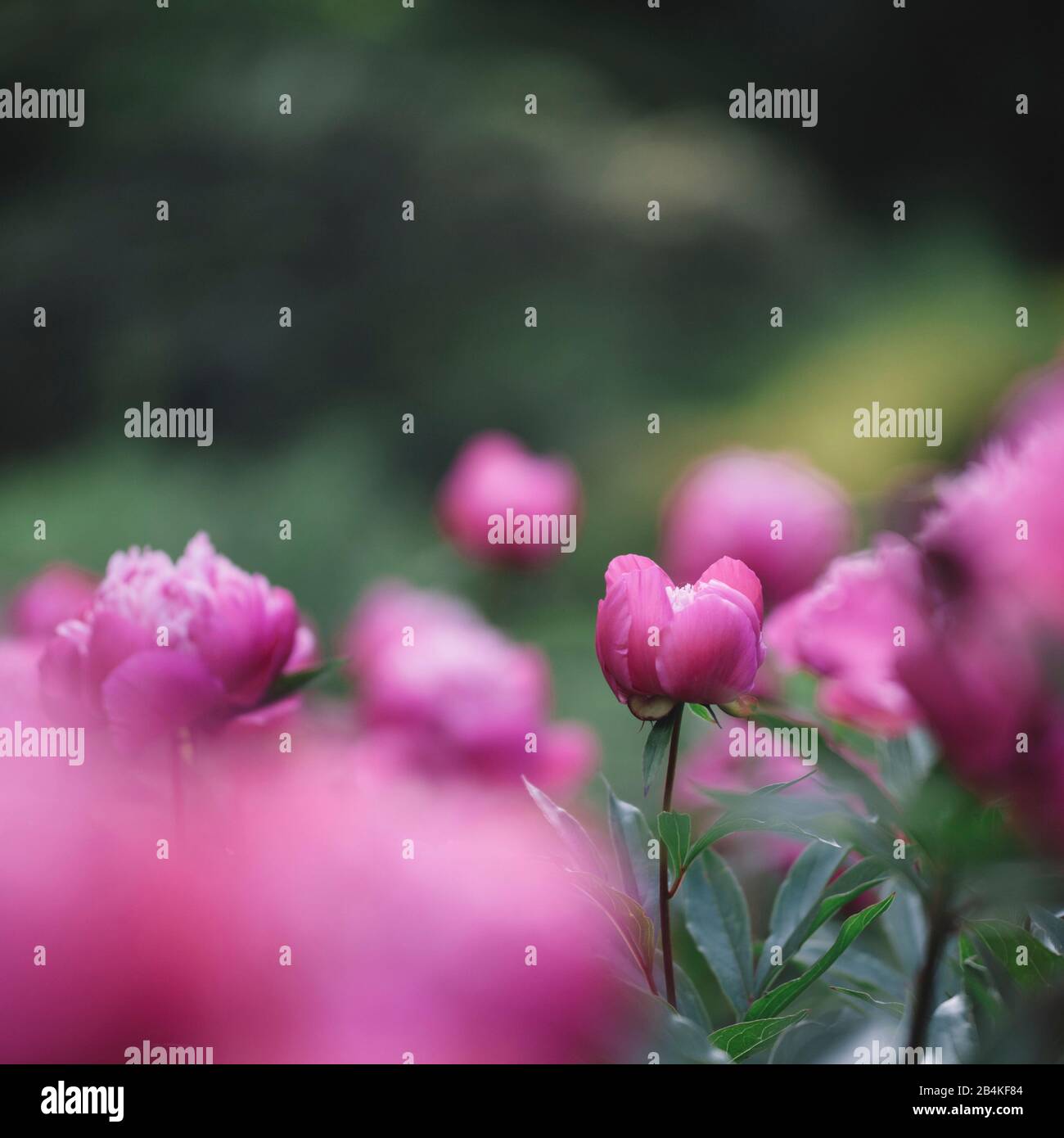 Pivoines roses en parterre, gros plan, Paeonia Banque D'Images