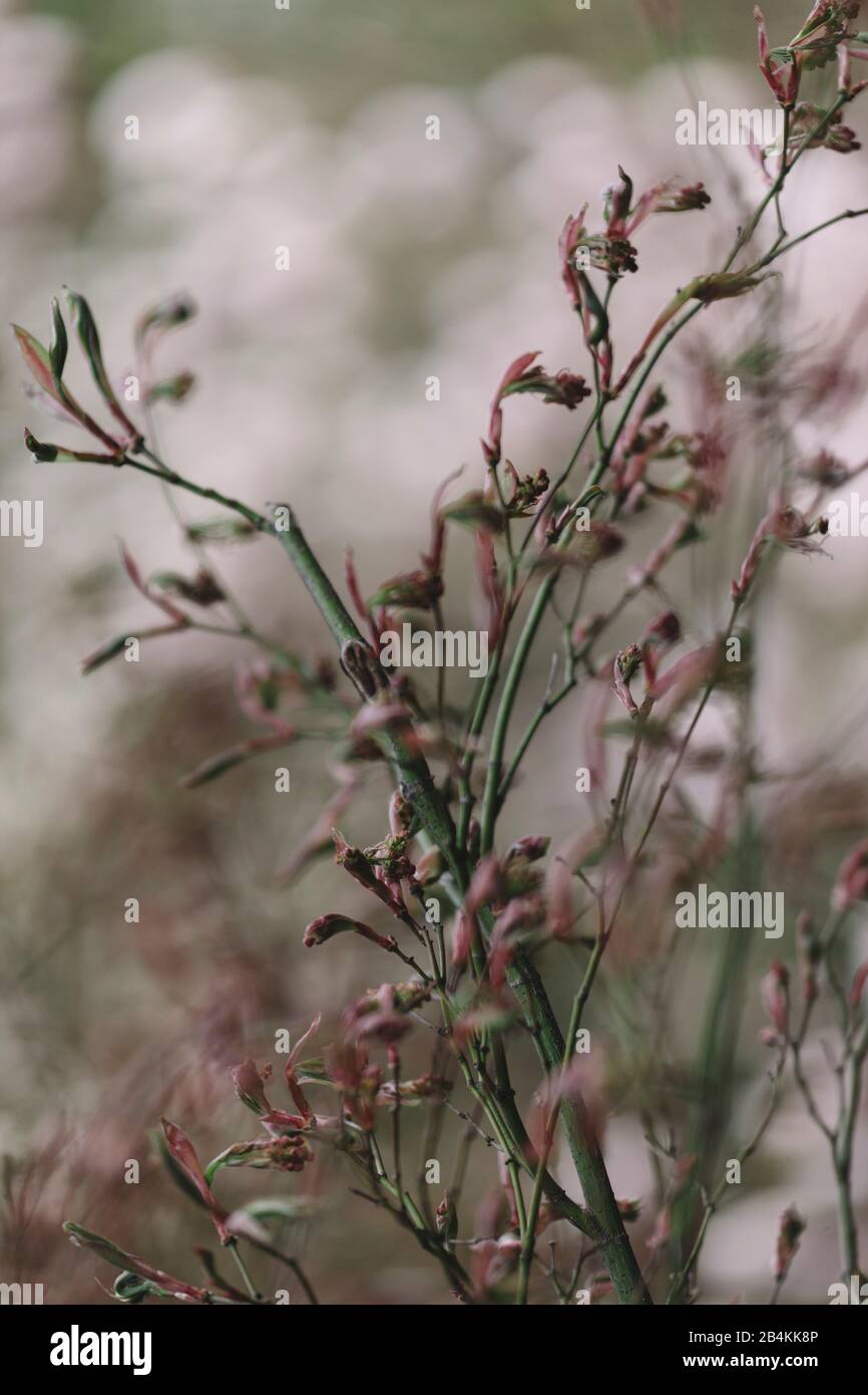 Bourgeons de feuilles sur l'arbuste, gros plan Banque D'Images