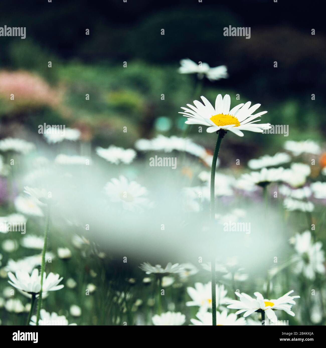 Marguerites fleuries dans un pré fleuri, Leucanthemum Banque D'Images