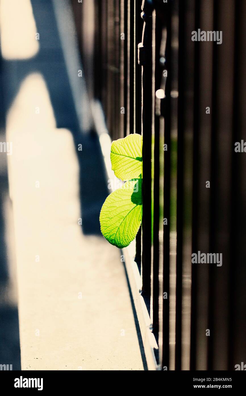 Détails de la nature, clôture, feuilles vertes d'une plante Banque D'Images
