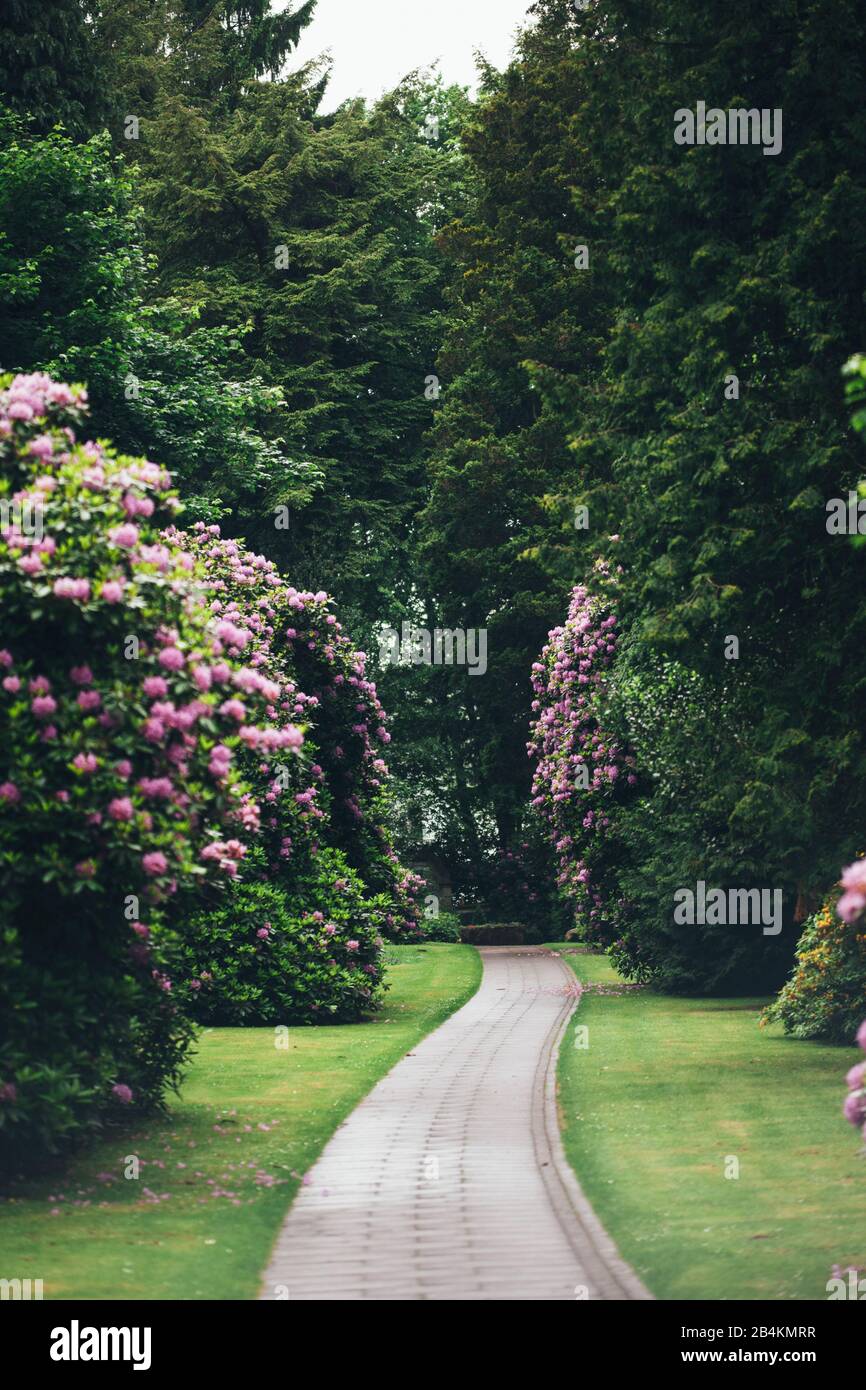 Des rhododendrons en fleurs dans le parc Banque D'Images