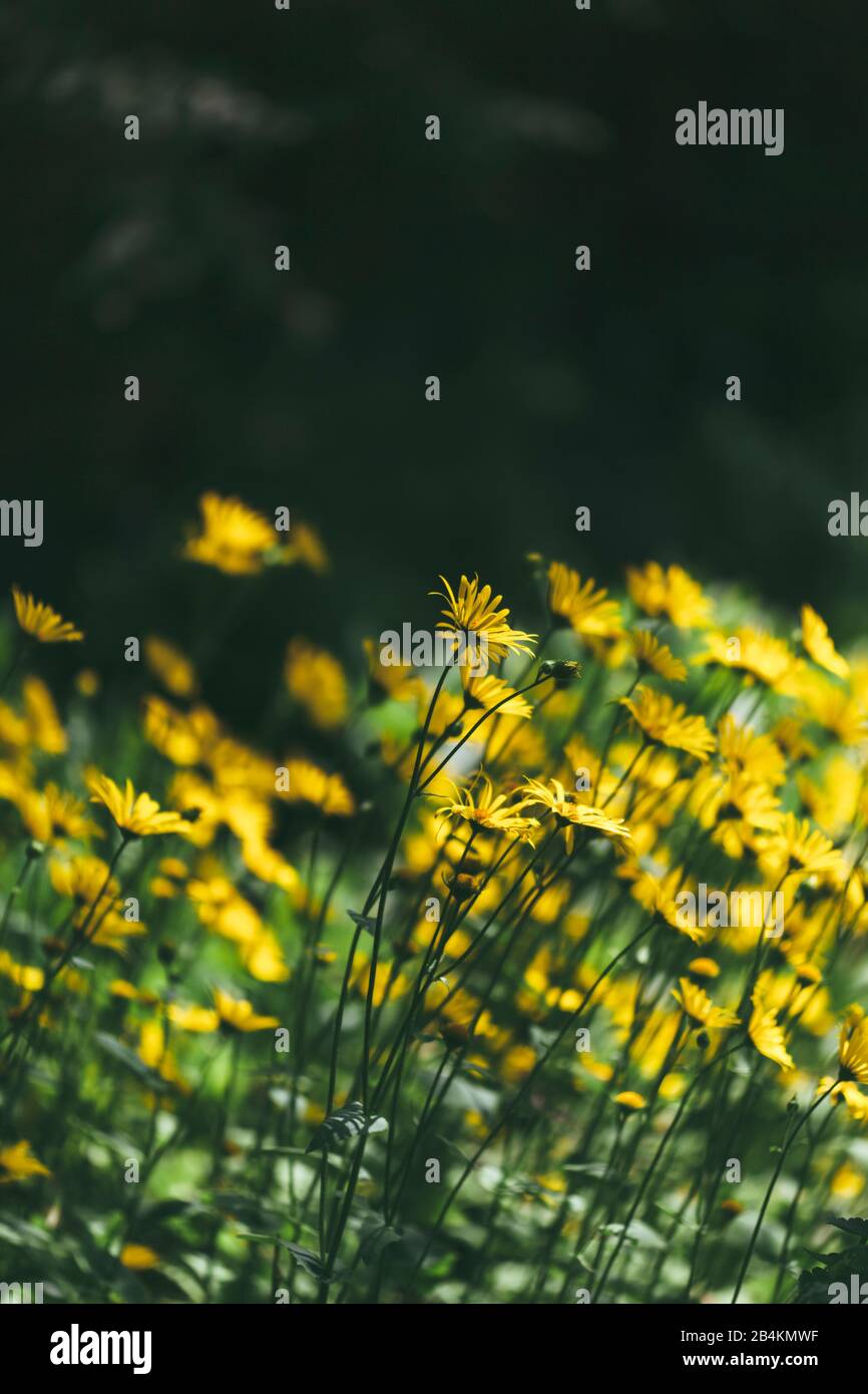 Fleurs fleuries pré avec chapeaux de soleil, échinacée Banque D'Images