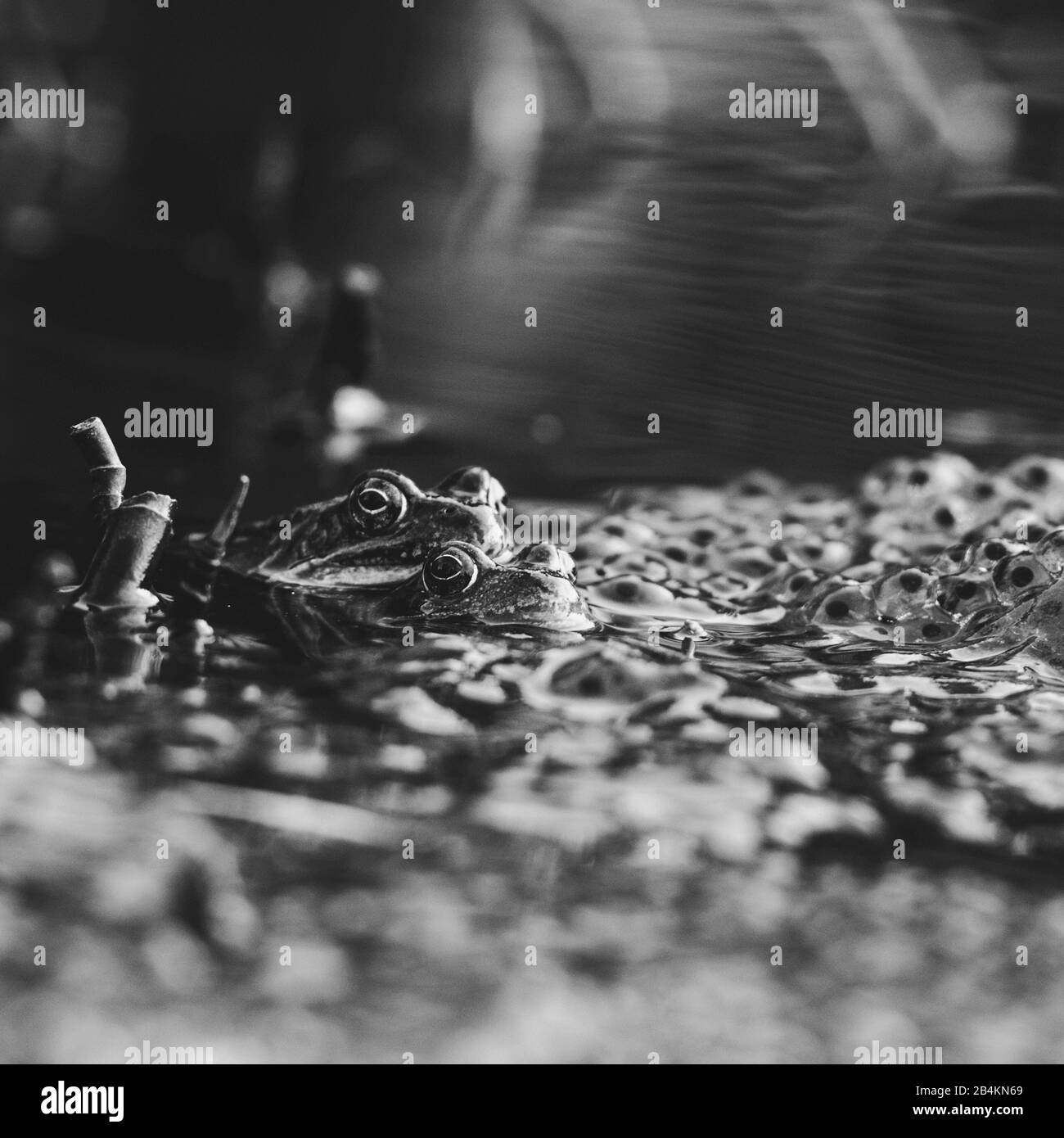 Détails de la nature, deux grenouilles dans un étang, saison d'accouplement, b / W. Banque D'Images