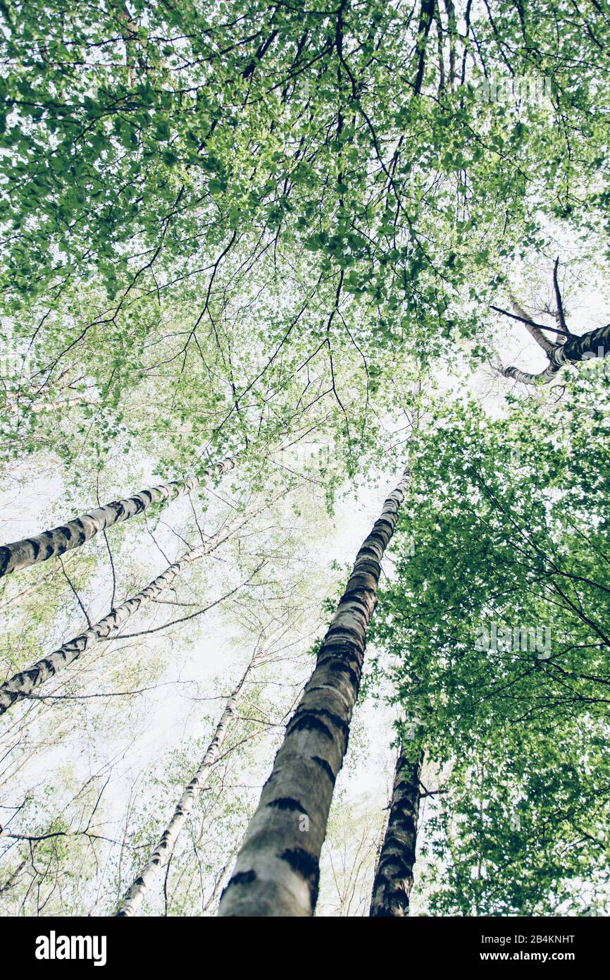 Forêt de bouleau au printemps, aliénation, betula Banque D'Images