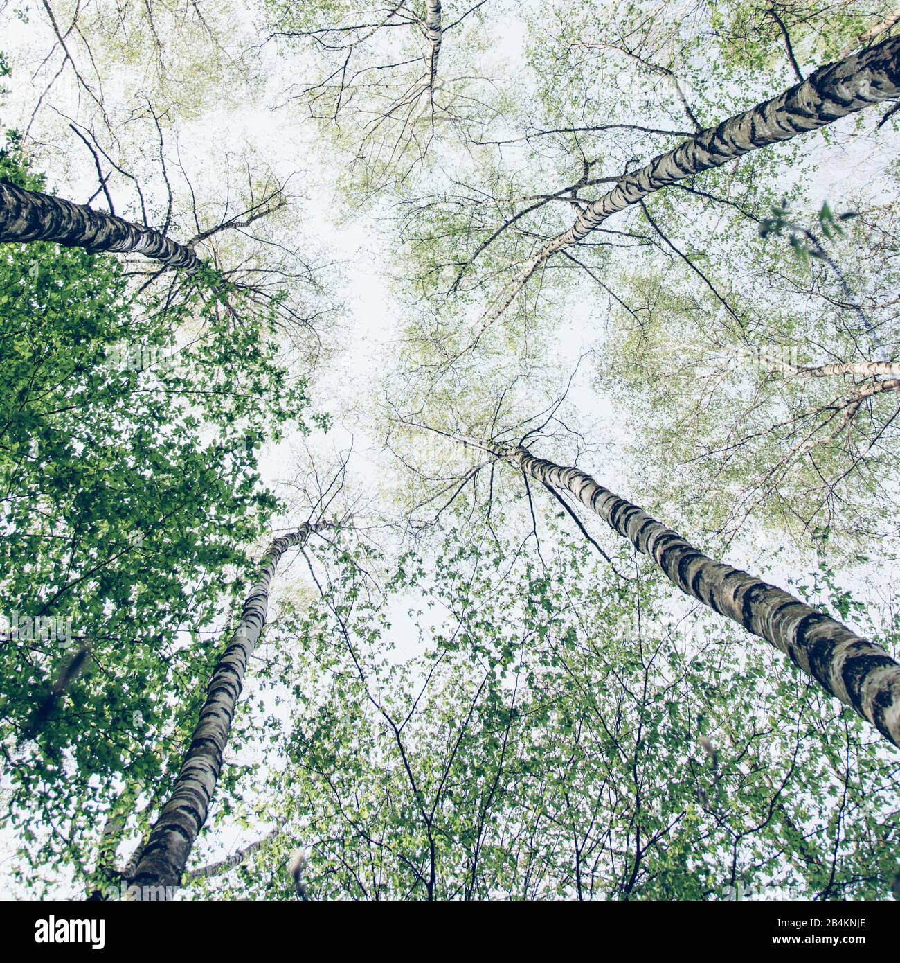 Forêt de bouleau au printemps, aliénation, betula Banque D'Images