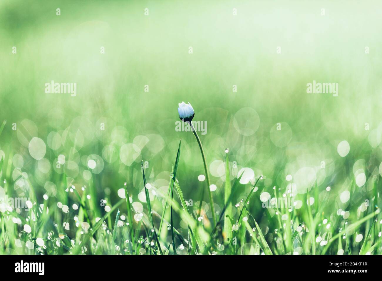 Détails de la nature, marguerites dans l'herbe avec la rosée du matin, gros plan, Bellis perennis Banque D'Images