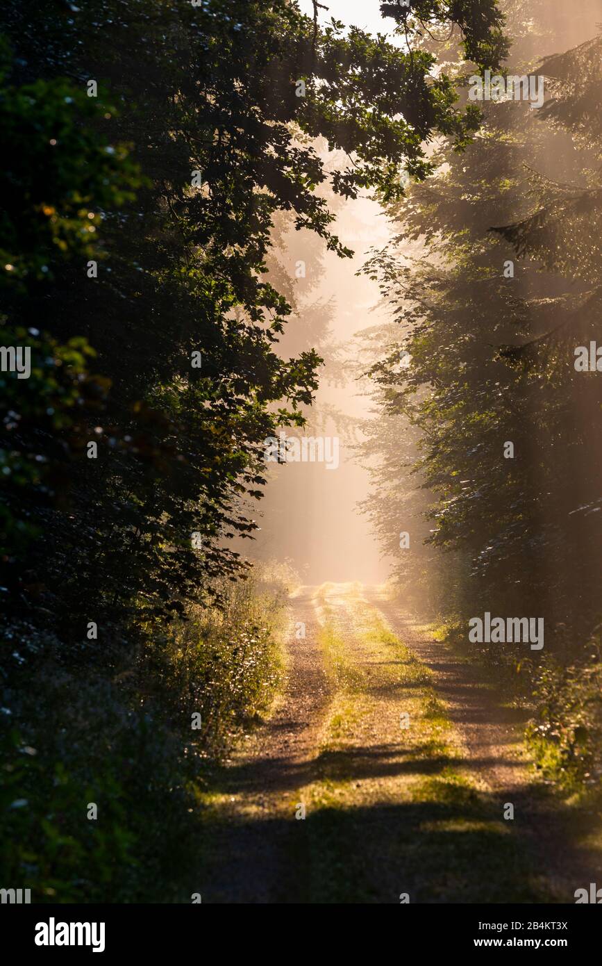 Sonnenstrahlen durchdringen die Bäume im Wald, Bayern, Deutschland, Europa Banque D'Images