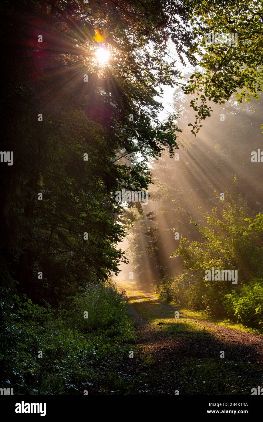 Sonnenstrahlen durchdringen die Bäume im Wald, Lichtdurchfluteter Waldweg, Bayern, Deutschland, Europa Banque D'Images