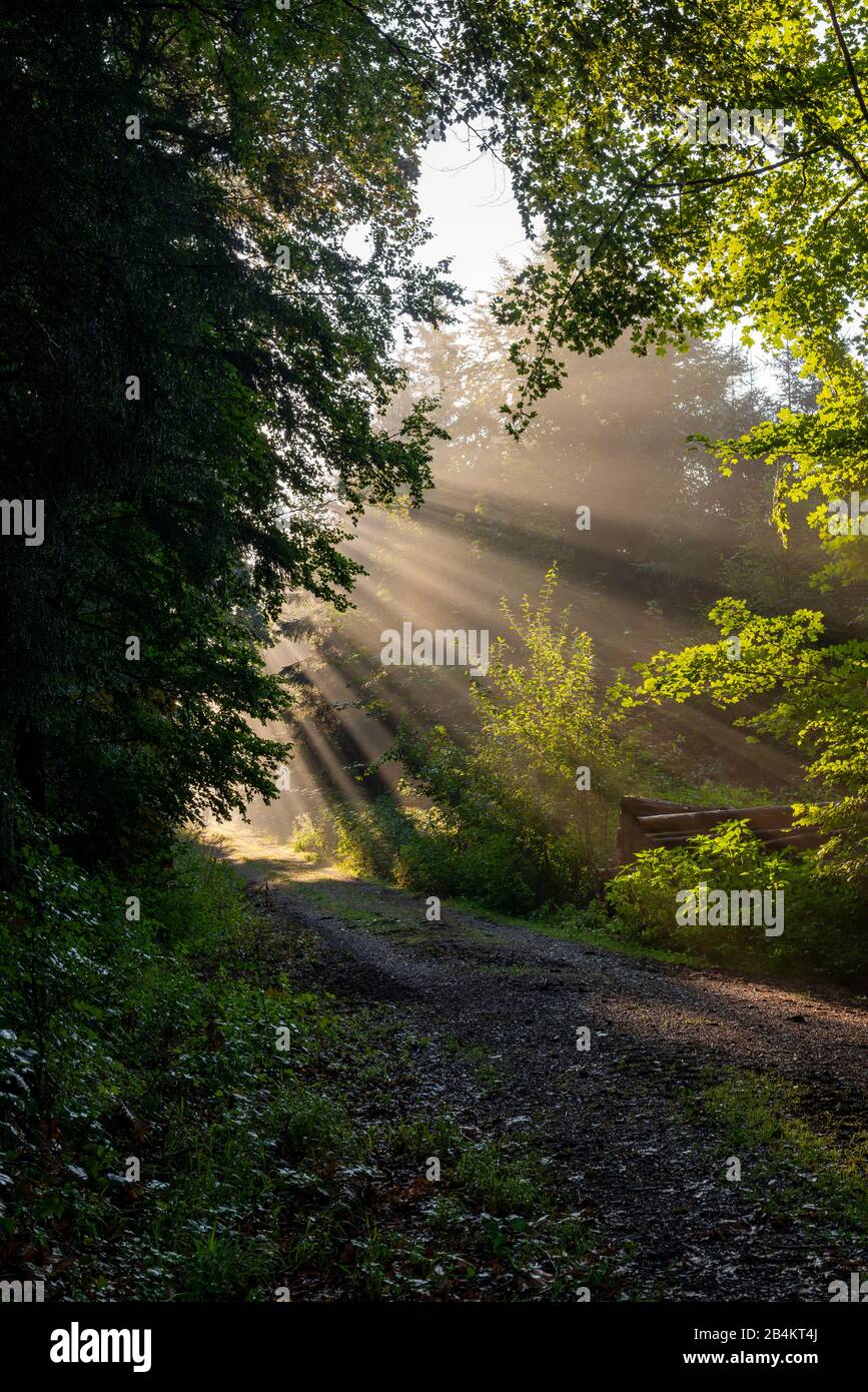 Sonnenstrahlen durchdringen die Bäume im Wald, Bayern, Deutschland, Europa Banque D'Images