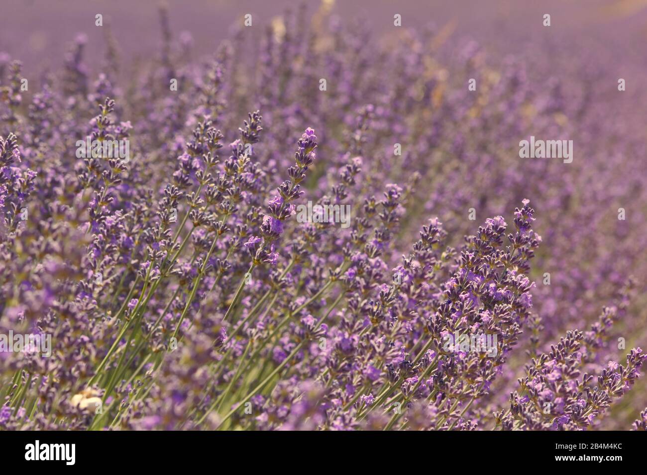 Belles rangées de buissons de lavande prêts à la récolte Banque D'Images