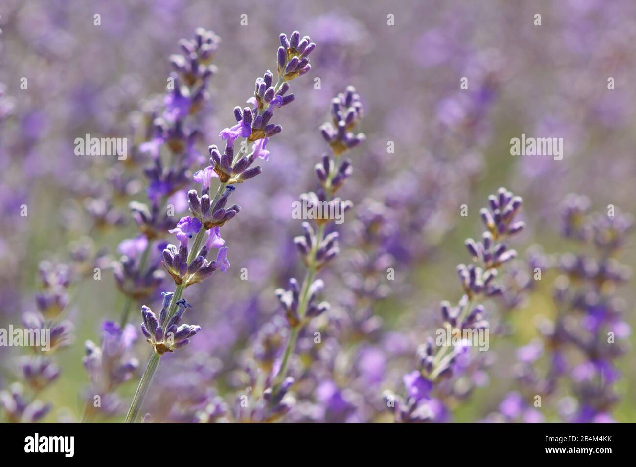 Belles rangées de buissons de lavande prêts à la récolte Banque D'Images