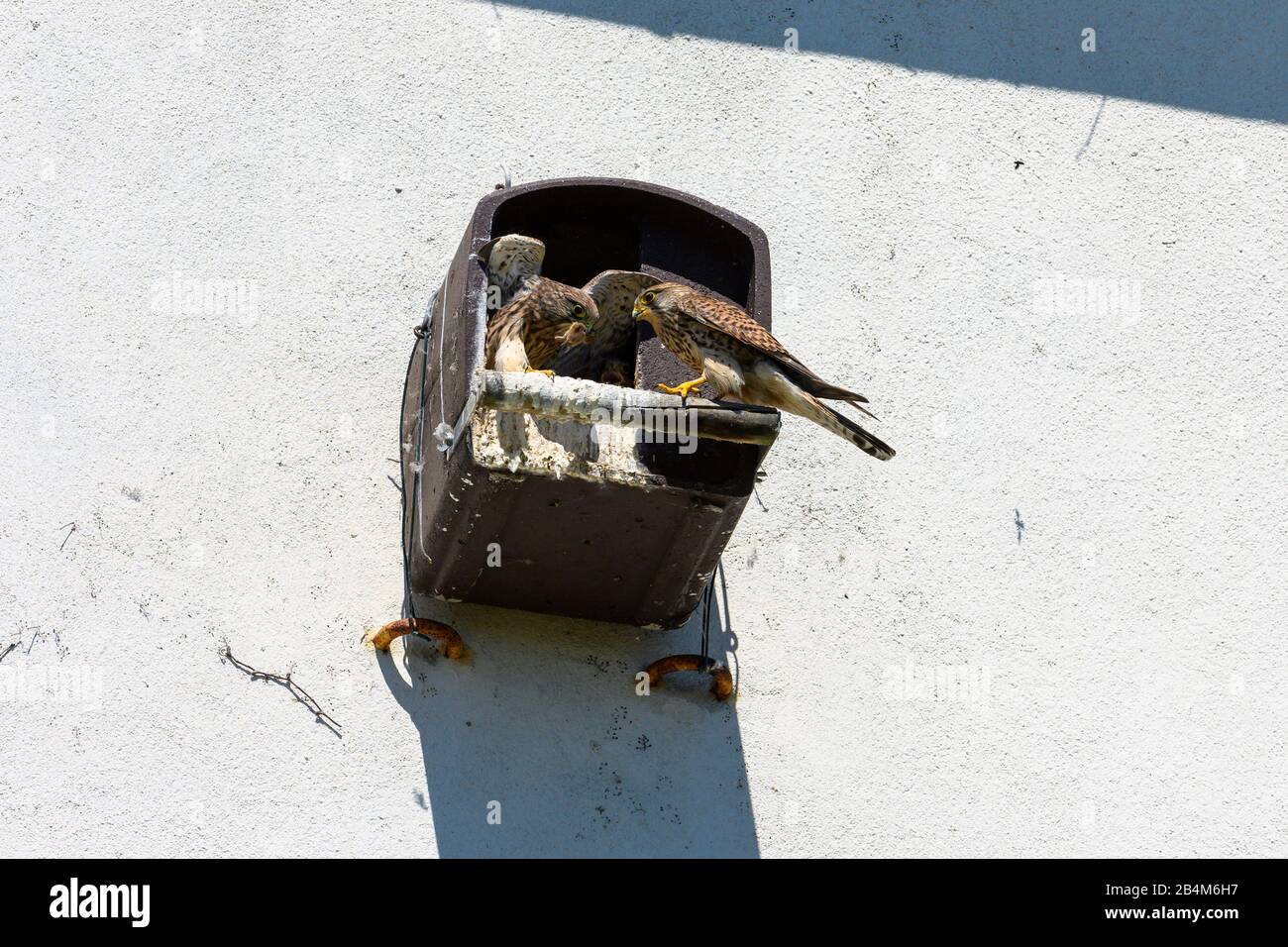 Allemagne, Bade-Wurtemberg, Stutensee, incubateur avec des kestrels. Banque D'Images