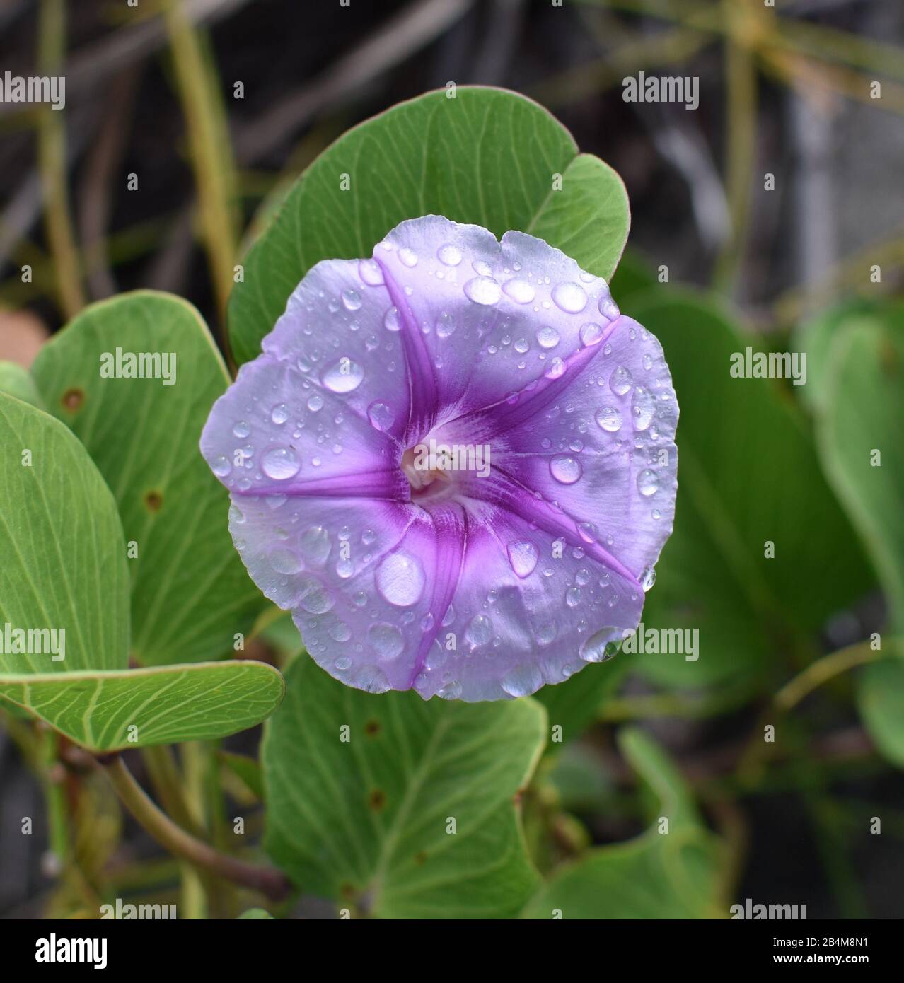 Une fleur pourpre couverte de rosée de la gloire du matin de la plage, Ipomoea pes-caprae, une plante commune des plages des Tonga et des Fidji. Banque D'Images