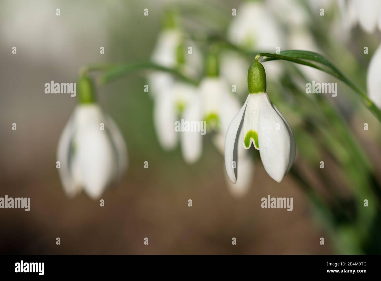 Chutes de neige au printemps, Galanthus nivalis, gros plan Banque D'Images