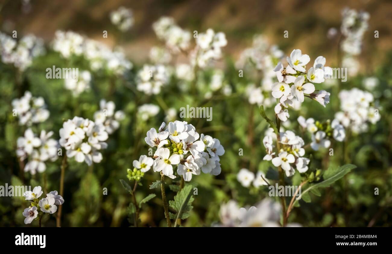 Fausse roquette en automne à Fleury d'Aude. Pousse sur la Méditerranée, en particulier entre les vignes. Banque D'Images