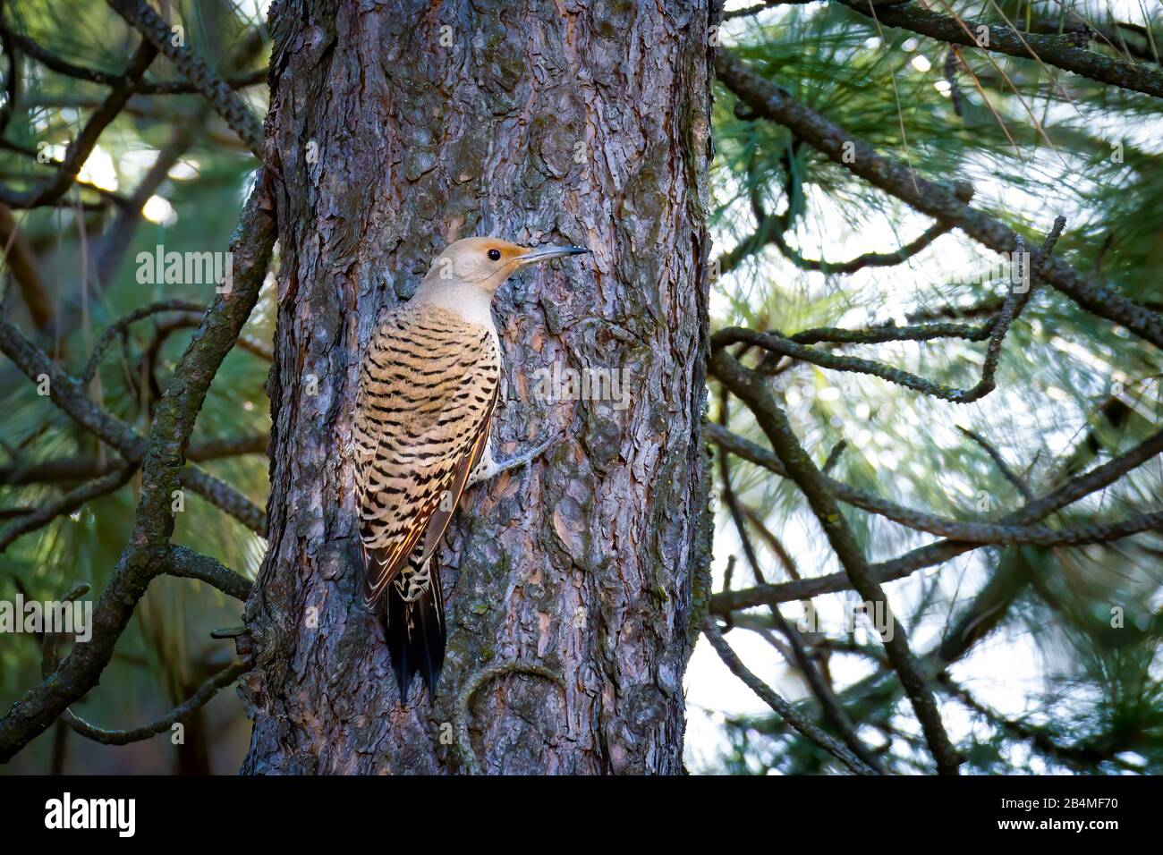 Une culotte du nord s'accroche au tronc d'un pin dans le nord de l'Idaho. Banque D'Images Une culotte du nord s'accroche au tronc d'un pin dans le nord de l'Idaho. Banque D'Images
