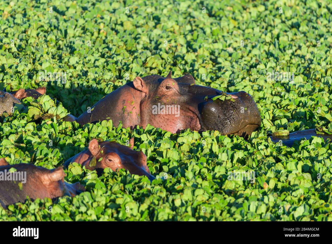 Hippopotame, Hippopotamus amphibus, dans l'étang recouvert d'eau, laitue, Masai Mara National Reserve, Kenya, Africa Banque D'Images