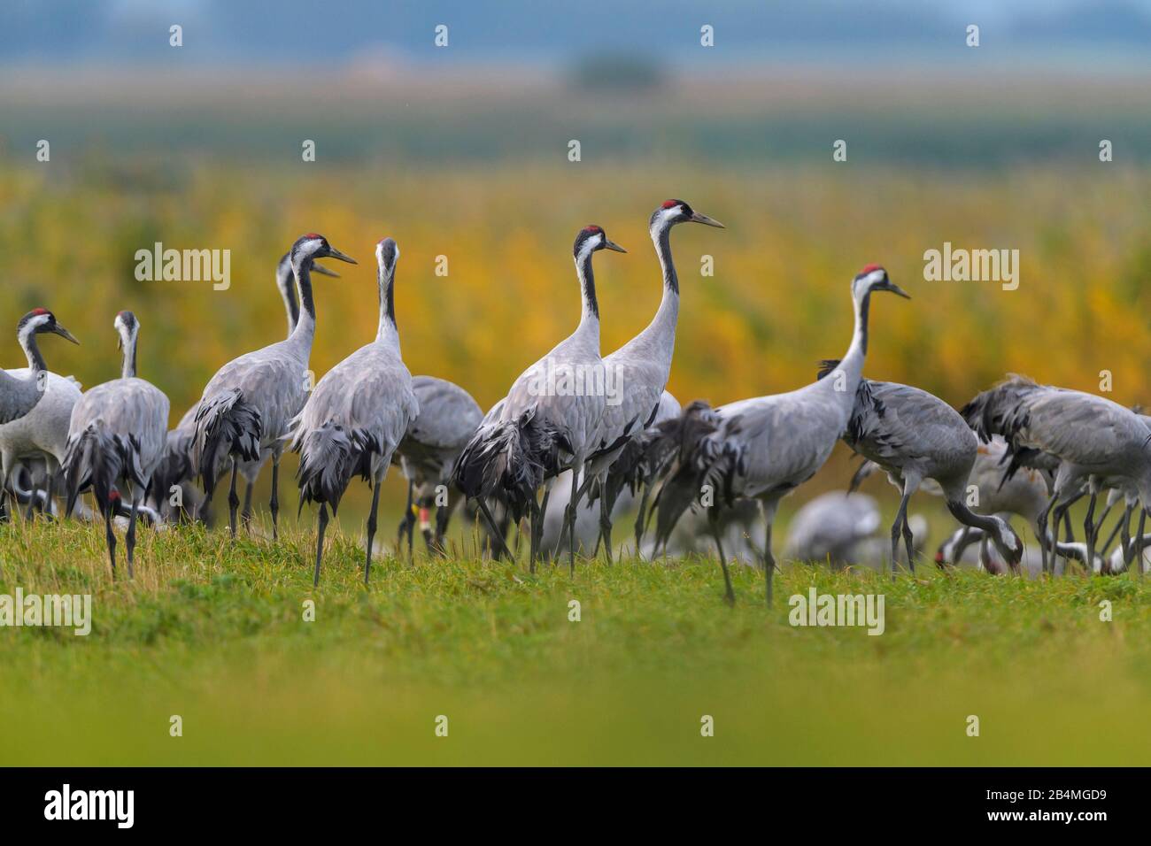 European Crane, Grus grus Grue, à la migration en automne, Kranorama, Groß Mohrdorf, Boddenküste Vorpommersche, Mecklenburg-Vorpommern, Allemagne Banque D'Images