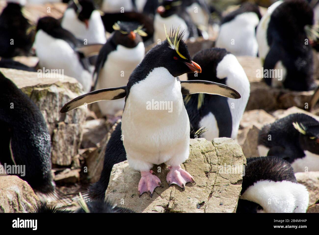 Enguins de rockhopper (Eudyptes chrysocome) sur les îles Falkland-est. Excursion au départ de Port Stanley. Banque D'Images