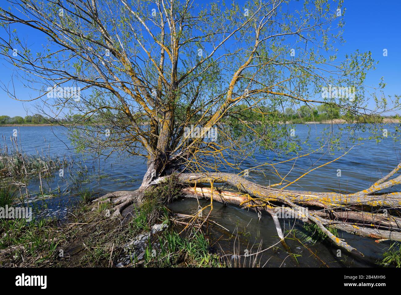 Willow Tree sur le lac Altmühlsee au printemps, Muhr am See, Gunzenhausen, Franconian Lake District, Franconie centrale, Bavière, Allemagne Banque D'Images