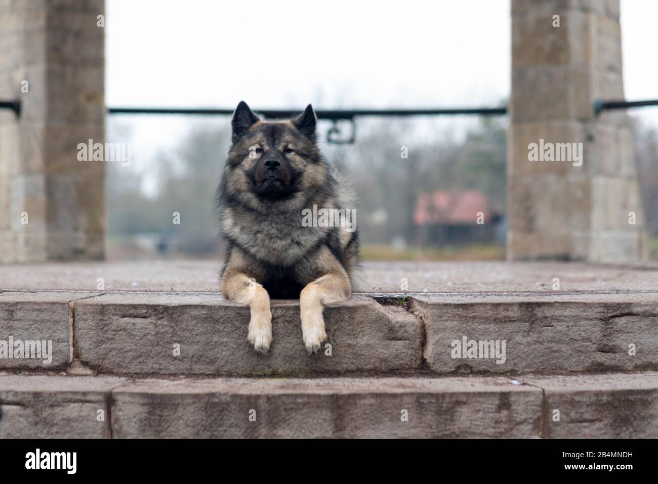 Un chien Euraisier repose sur une race de chien allemande. Banque D'Images