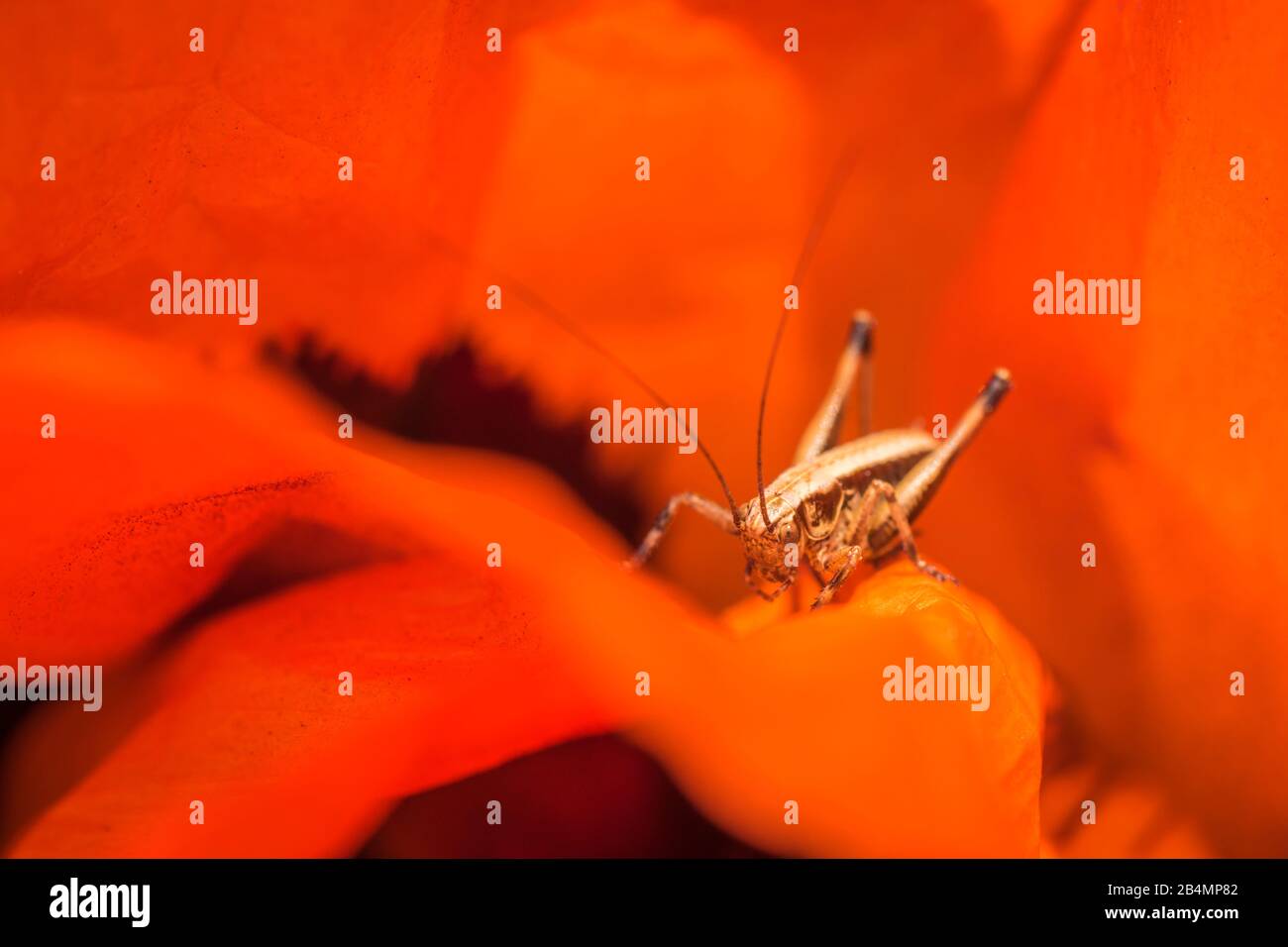L'été en Bavière. Impressions des contreforts alpins: Sauterelles sur les graines de pavot turc. Banque D'Images