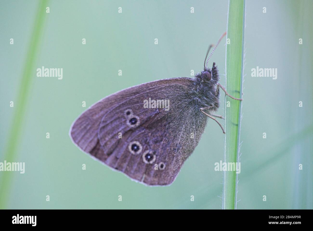 L'été en Bavière. Impressions des contreforts des Alpes: Oiseau de forêt brun (papillon) dans un pré d'été. Banque D'Images