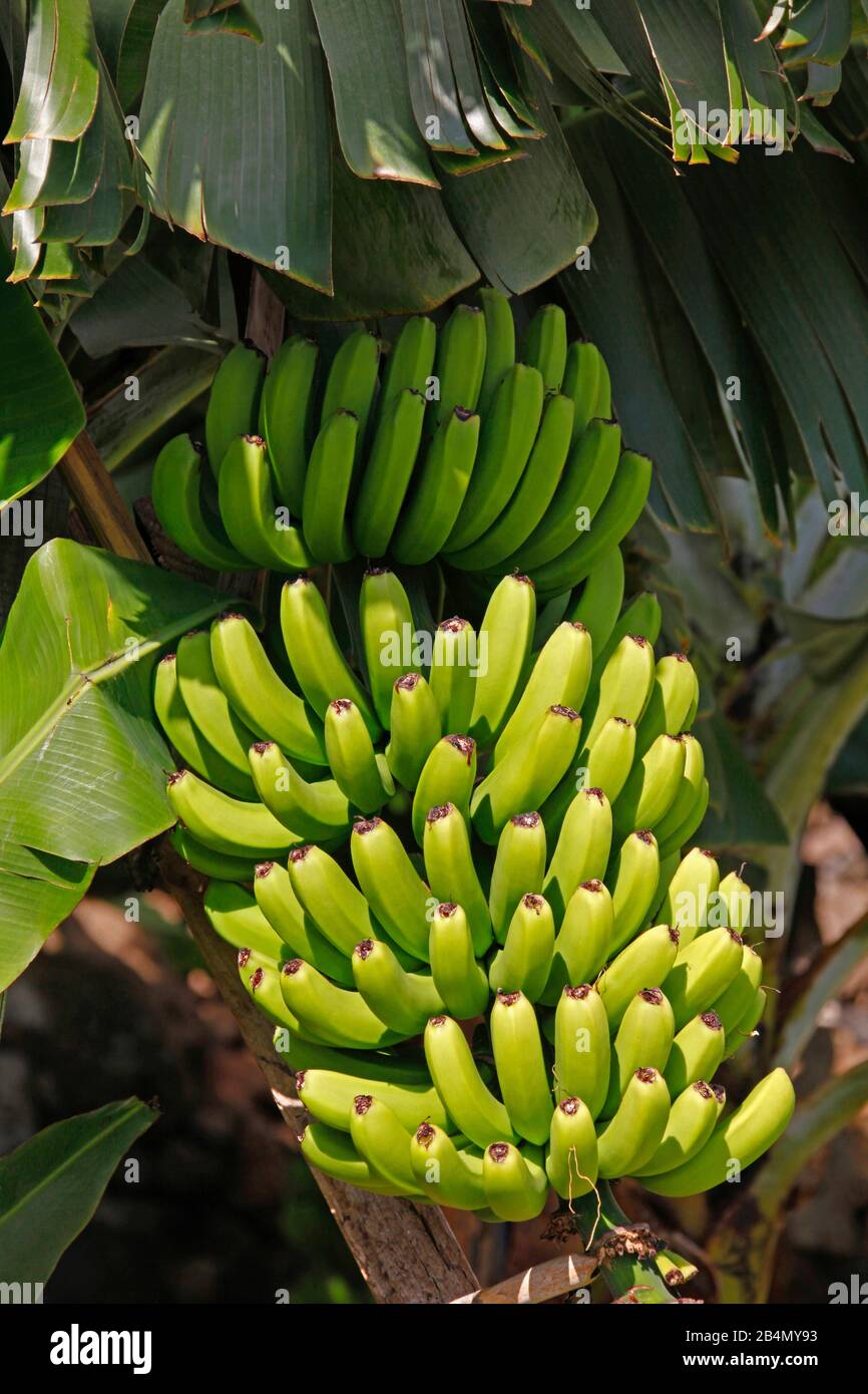 Peuplement de fruits d'un arbre à bananes, plantation de bananes. Jardim do Mar, île de Madère, Portugal Banque D'Images