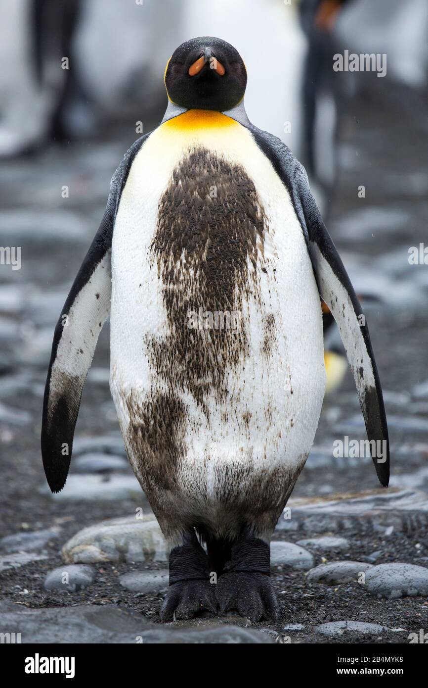 Colonie de King Penguin (Aptenodytes patagonicus), Gold Harbour, Géorgie du Sud Banque D'Images