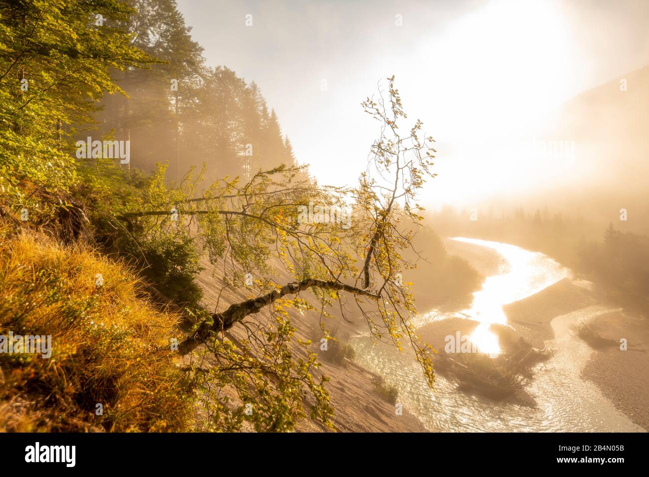 Ambiance de brume dorée le matin dans les prairies d'Isar, dans le Karwendel, près de Wallgau Banque D'Images