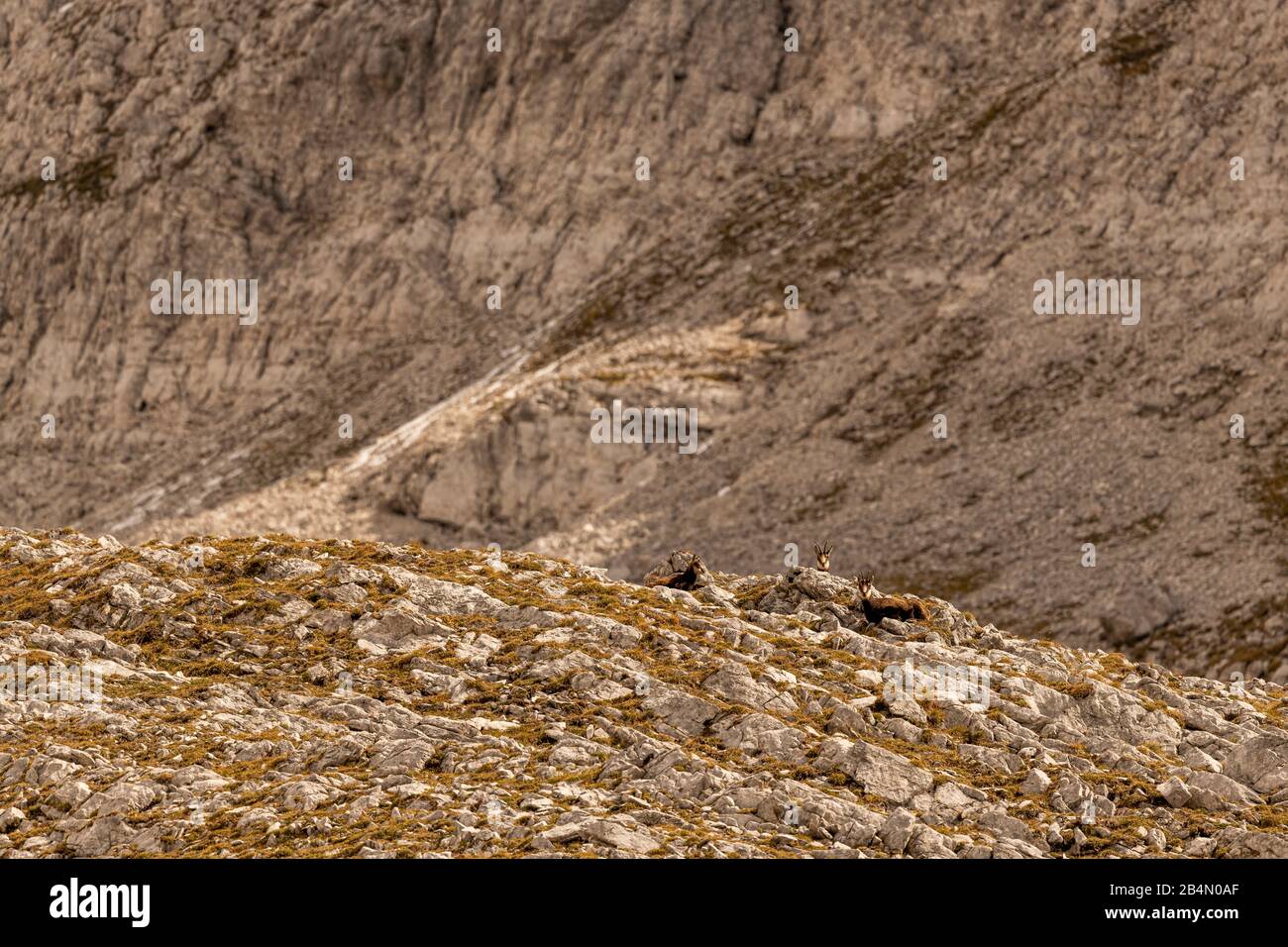 Un groupe de chamois parfaitement camouflé dans les montagnes de Karwendel Banque D'Images