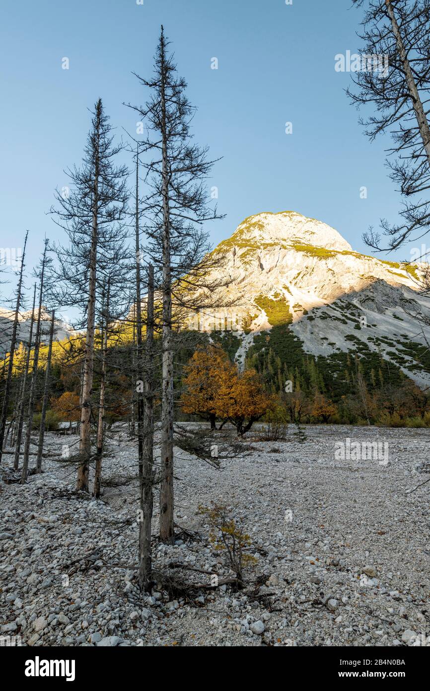 Les conifères morts dans les montagnes de Karwendel, en arrière-plan les pics de montagne sont détruits par le soleil. Le premier plan est dans l'ombre. Banque D'Images