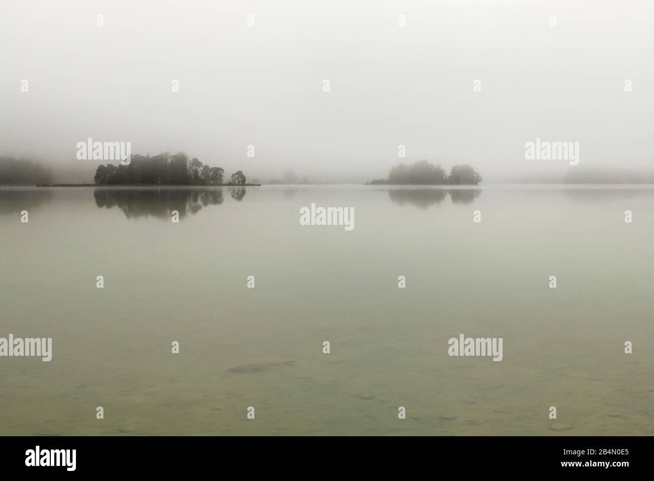 Une grande carpe se trouve sur les rives du Fohnsee, un lac de Pâques dans le sud de la Bavière. Plusieurs îles à l'arrière-plan, en temps d'automne brumeux et nuageux. Banque D'Images