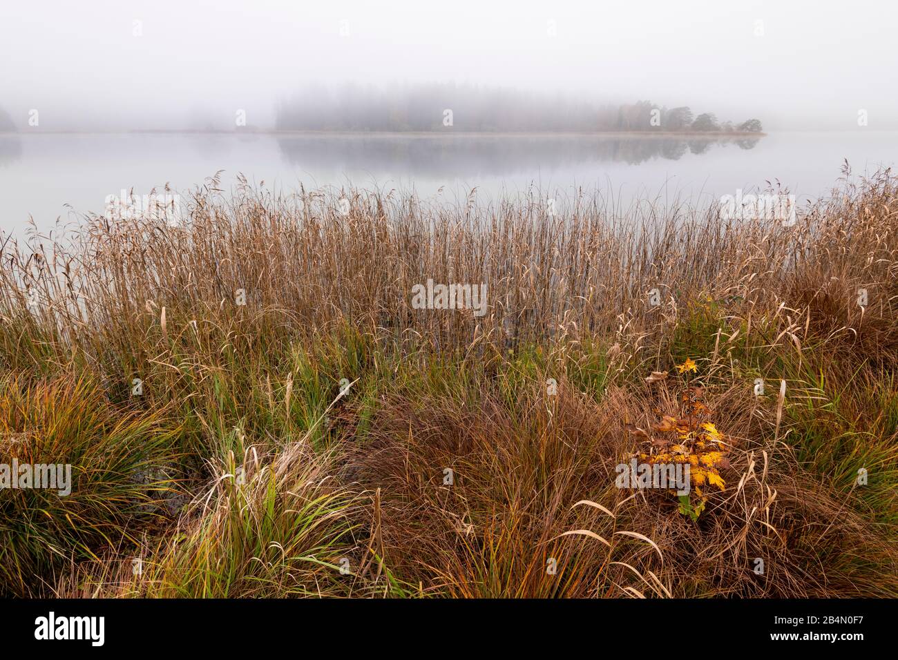 Roseaux et brouillard, avec un petit arbre de hêtre automnal sur la rive du grand lac de Pâques Banque D'Images