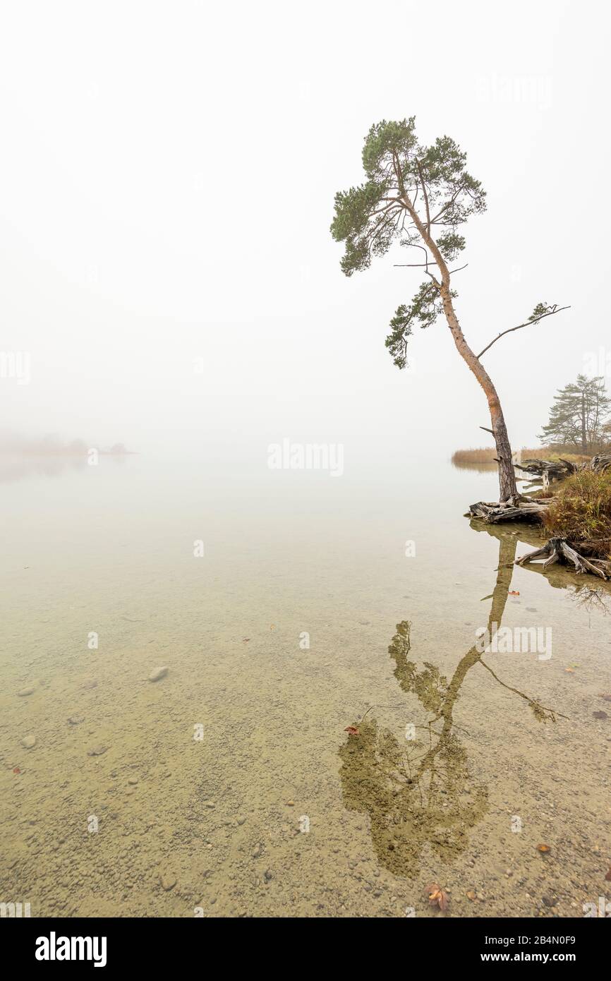 Arbre solitaire en automne sur les rives du Fohnsee, le grand lac de Pâques. La brume d'automne et une ambiance de rêve rayonnent de calme. Banque D'Images