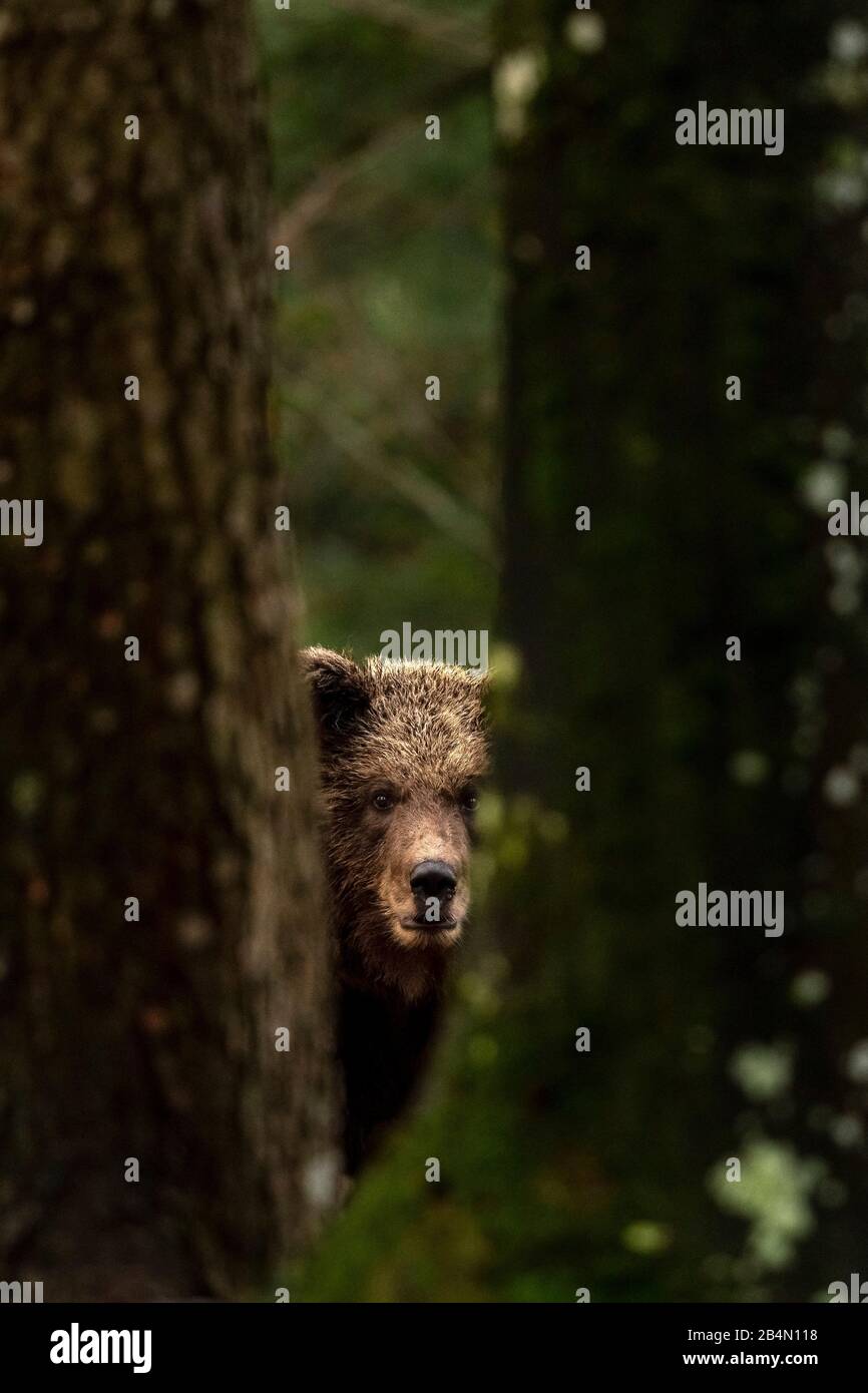 Qui est cet ours qui se cache derrière nounours? - La Libre
