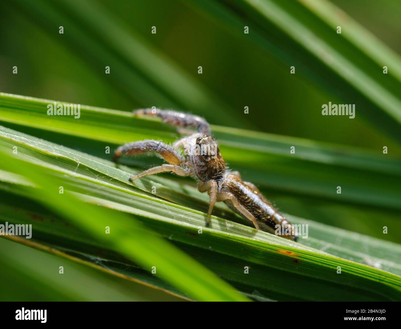 Araignée sautant (Mendoza canestrinii), femme, réserve naturelle d'Isarauen, Bavière, Allemagne Banque D'Images