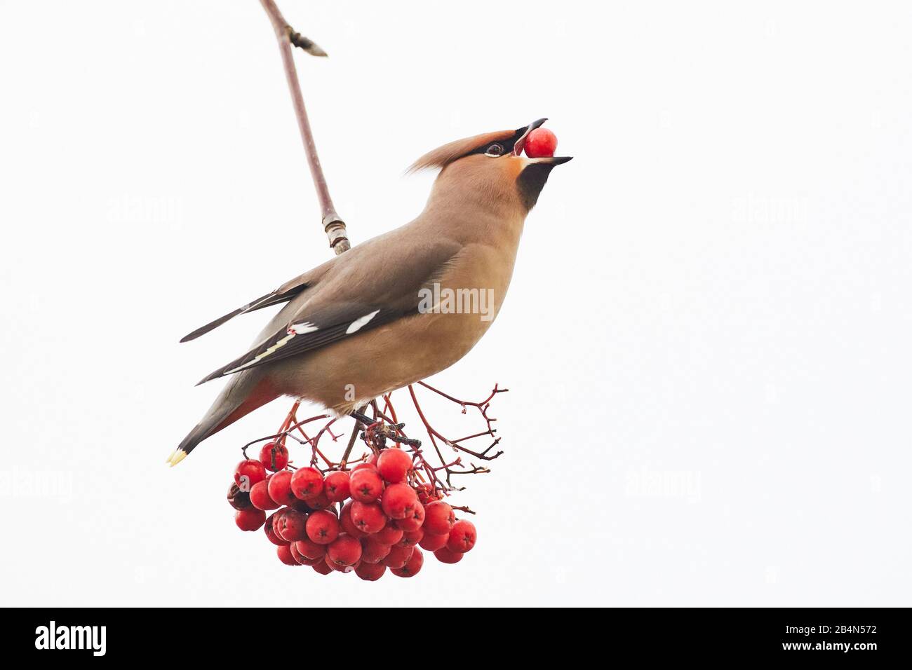 Waxwing, Bombycilla garrulus, Mecklembourg-Poméranie-Occidentale, Allemagne, invité d'hiver, baies de rowan Banque D'Images