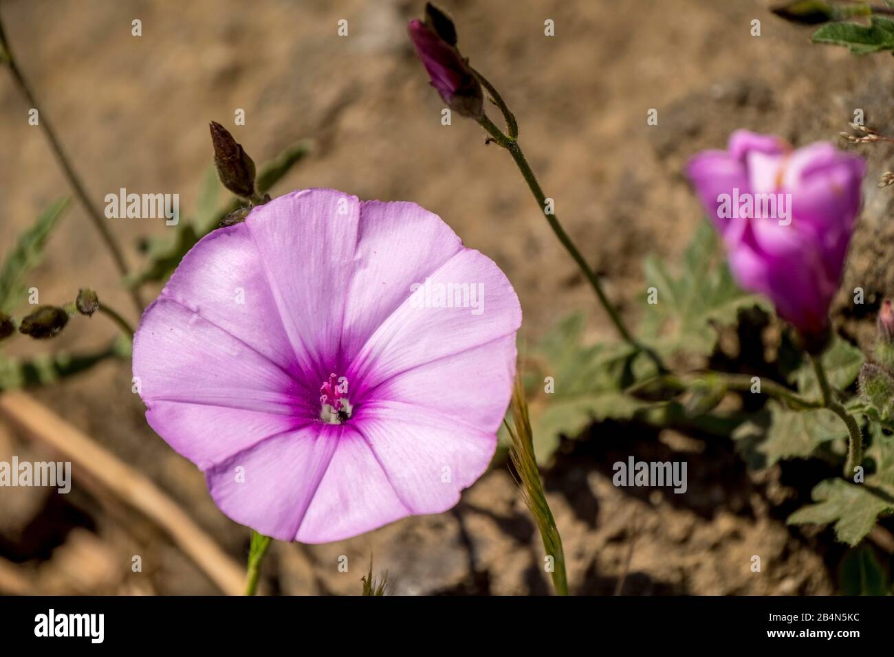 Marais Feuillus (Convolvulus Althaeoides), Stromboli, Iles Éoliennes, Iles Eoliennes, Mer Tyrrhénienne, Italie Du Sud, Europe, Sicile, Italie Banque D'Images