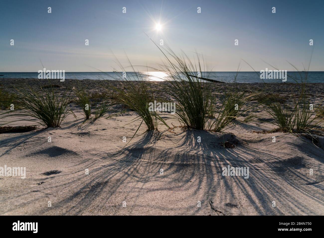 Mer Baltique avec de l'herbe de plage jaune doré au soleil, été sur la mer Baltique et des herbes sur la plage, de beaux nuages sur la plage de la mer Baltique, l'ombre longue de l'herbe de plage sur la dune Banque D'Images