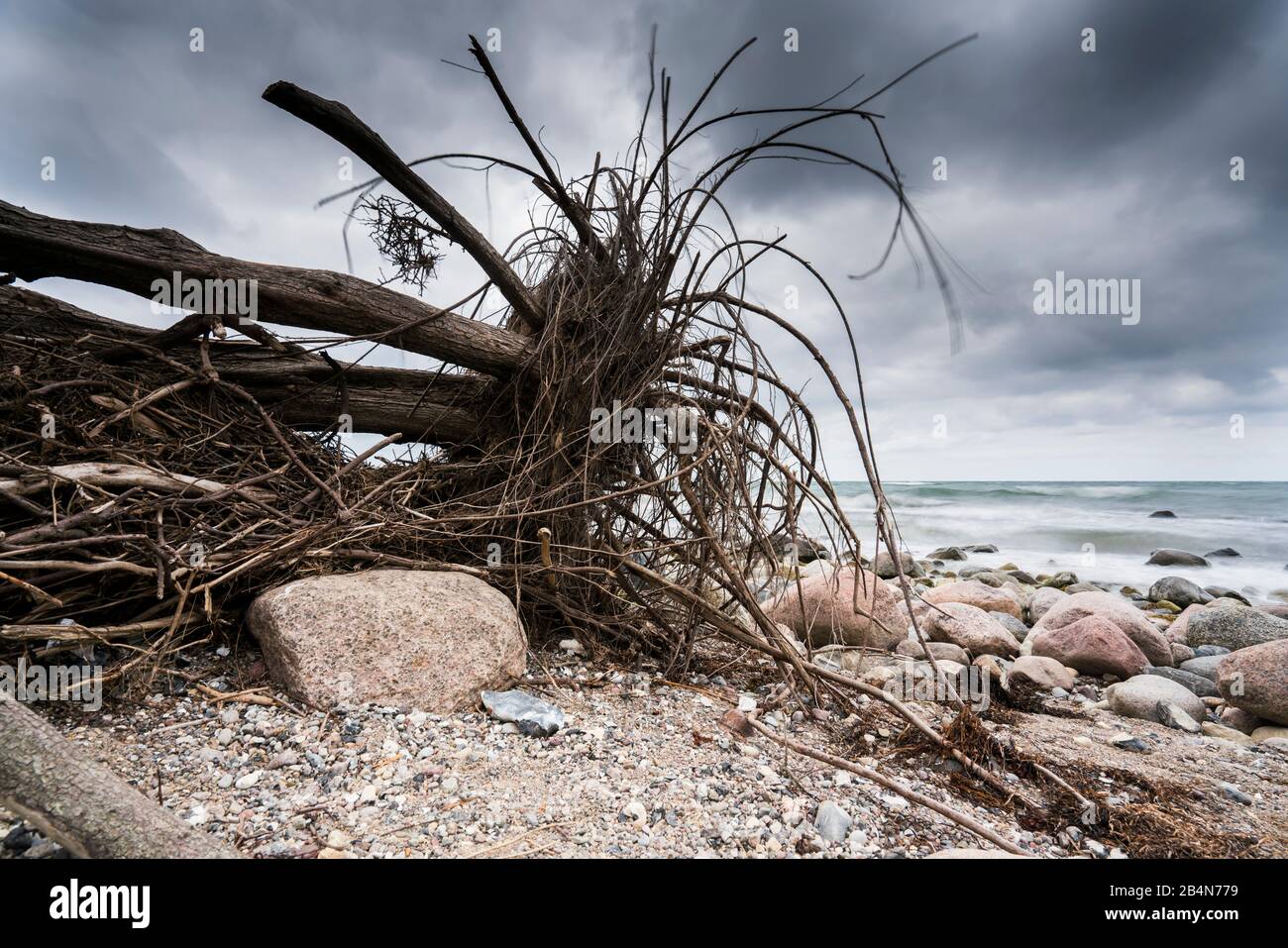 Umpgürzter Baum am Strand von Hiddensee mit dunklen Wolken am Strand Banque D'Images