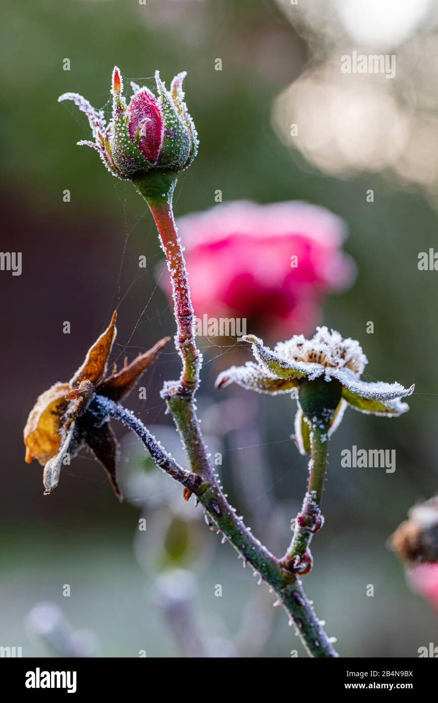 Jardin des roses avec de la gelée blanche Banque D'Images