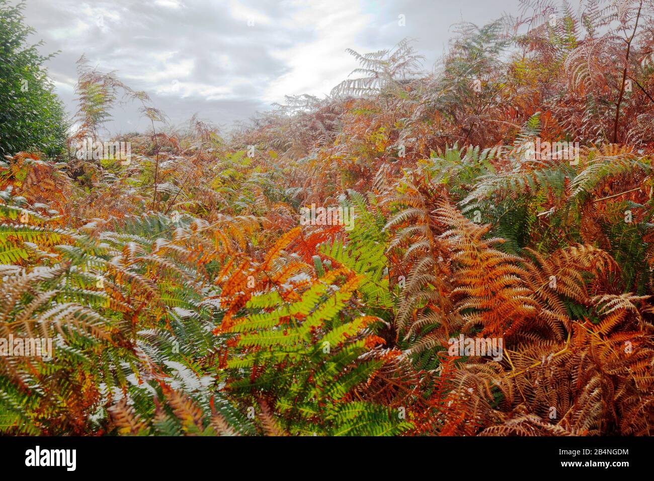 Couleurs d'automne sur la « Côte d'Émeraude ». Une section de côte en Bretagne est connue sous le nom de Côte d'Émeraude (côte émeraude allemande). Banque D'Images