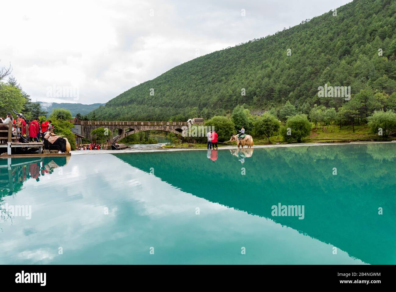Blue Moon Valley au pied De Jade Dragon Snow Mnt (Yulong Xue Shan) à Lijiang, province du Yunnan, Chine. Banque D'Images