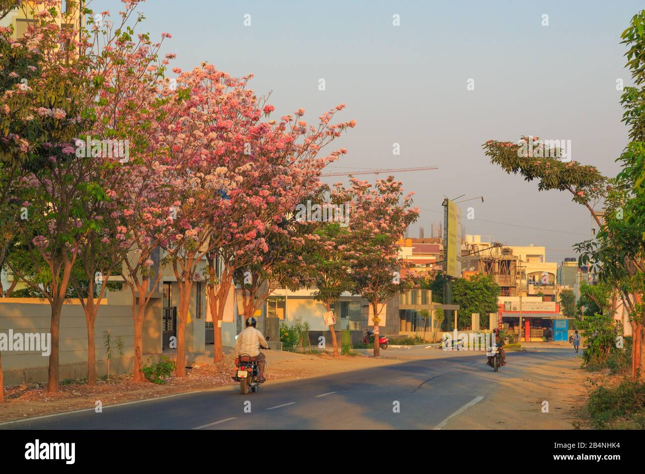 Une rue à Bangalore City flanquée de beaux arbres avec des fleurs roses -- photographiée pendant la saison de printemps Banque D'Images