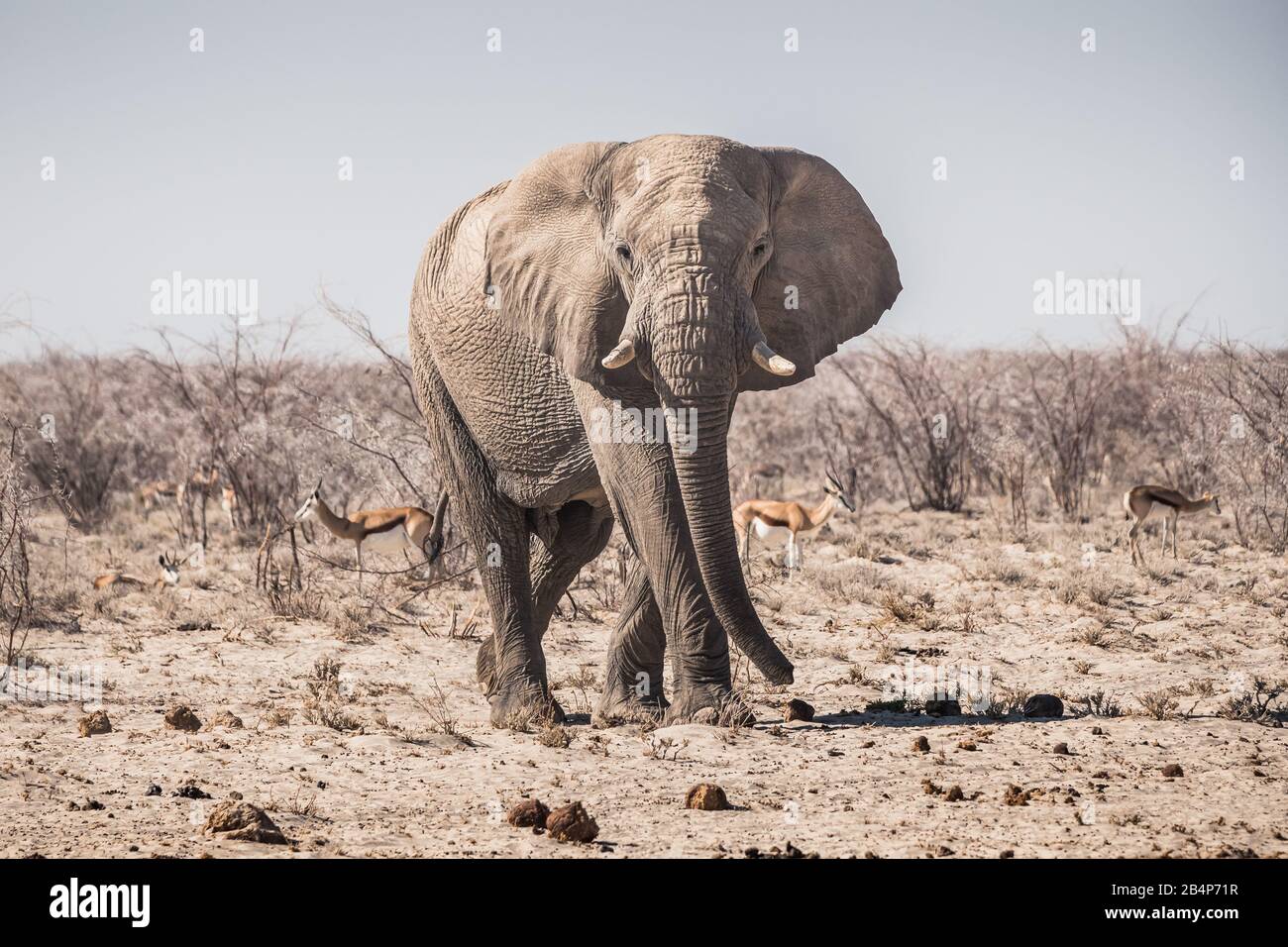 Éléphant Bull Debout Dans Le Parc National D'Etosha, Namibie, Afrique À Th Arid, Séchage Banque D'Images