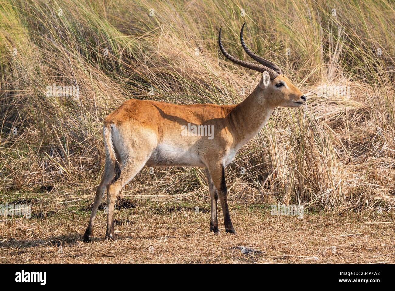 Homme Lechwe Antilope Bull Debout Dans La Réserve De Jeu De Moremi, Dans Le Delta D'Okavango, Au Botswana, En Afrique Banque D'Images